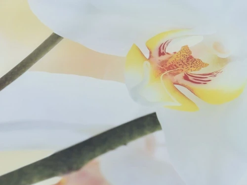 Стол «Ривьера» фотопечать Цветы-5, хром