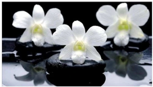 Нью йорк фотопечать стол обеденный раздвижной / орхидея на черных камнях/бетон белый/белый